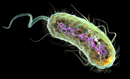 An artist's impression of E. coli, which infects over 150 million people worldwide.